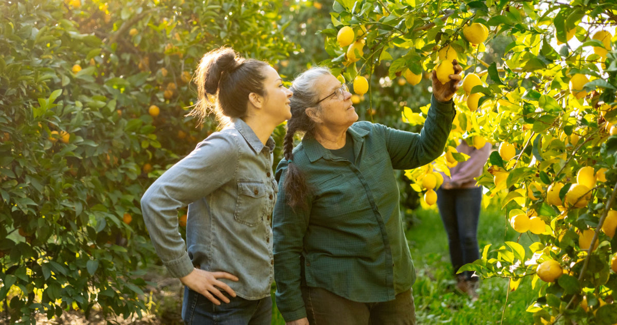 image of two women citrus orchard talking and inspecting lemons
